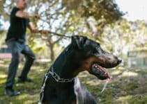 The Ultimate Guide to the Doberman Pinscher Dog Breed: Everything You Need to Know